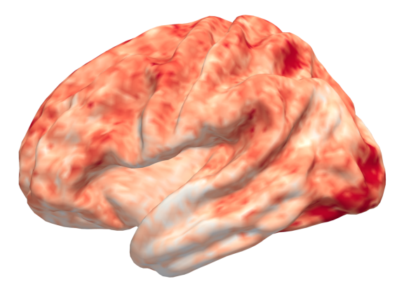 CRSE mean activation map